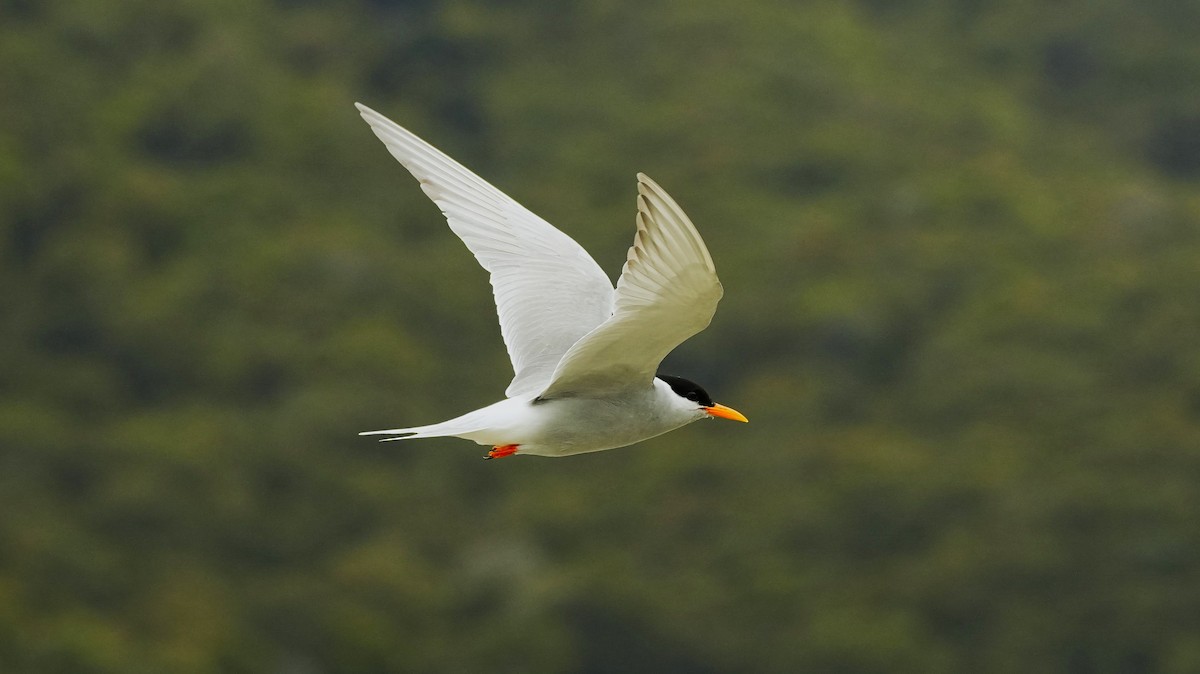 Black-fronted Tern - ML643807509