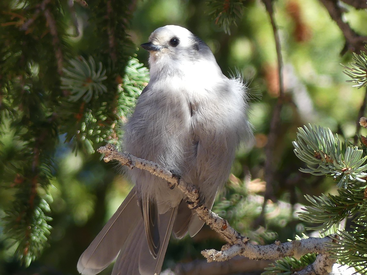 Canada Jay - ML643807511