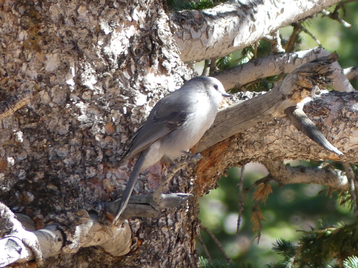 Canada Jay - ML643807512