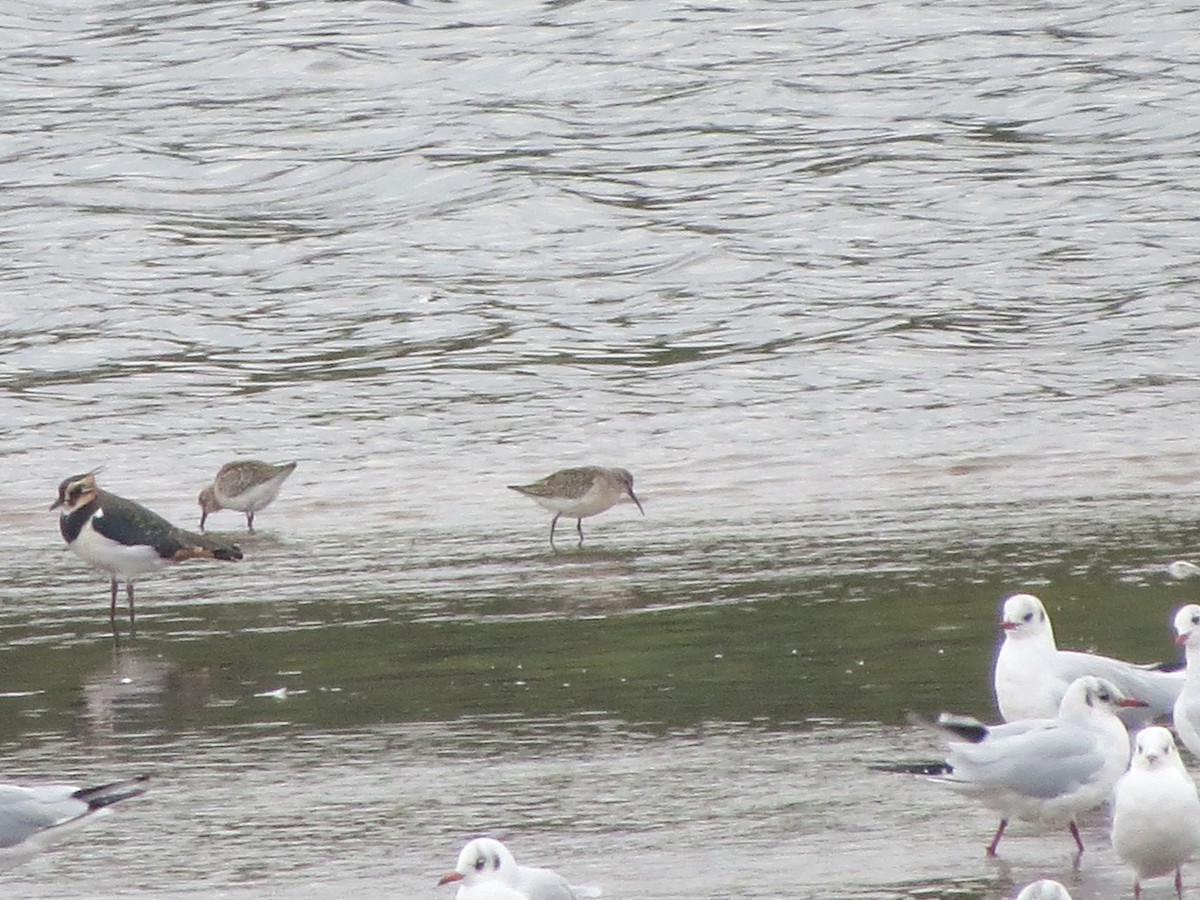 サルハマシギ - ML643807516