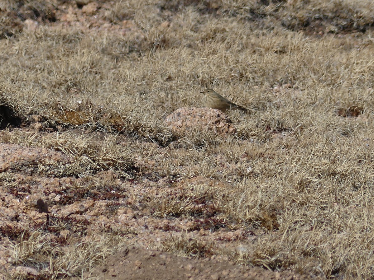 American Pipit - ML643807521