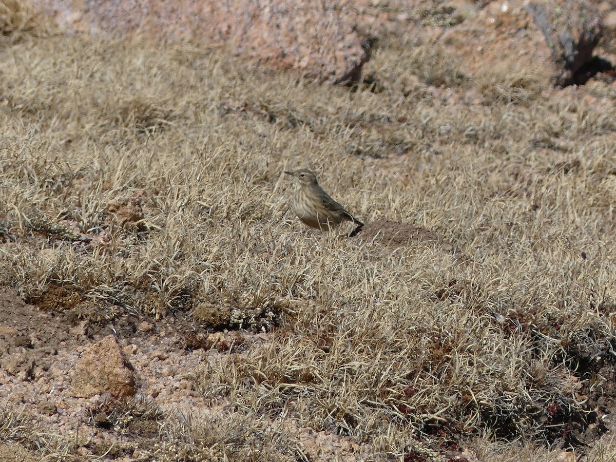 American Pipit - ML643807522