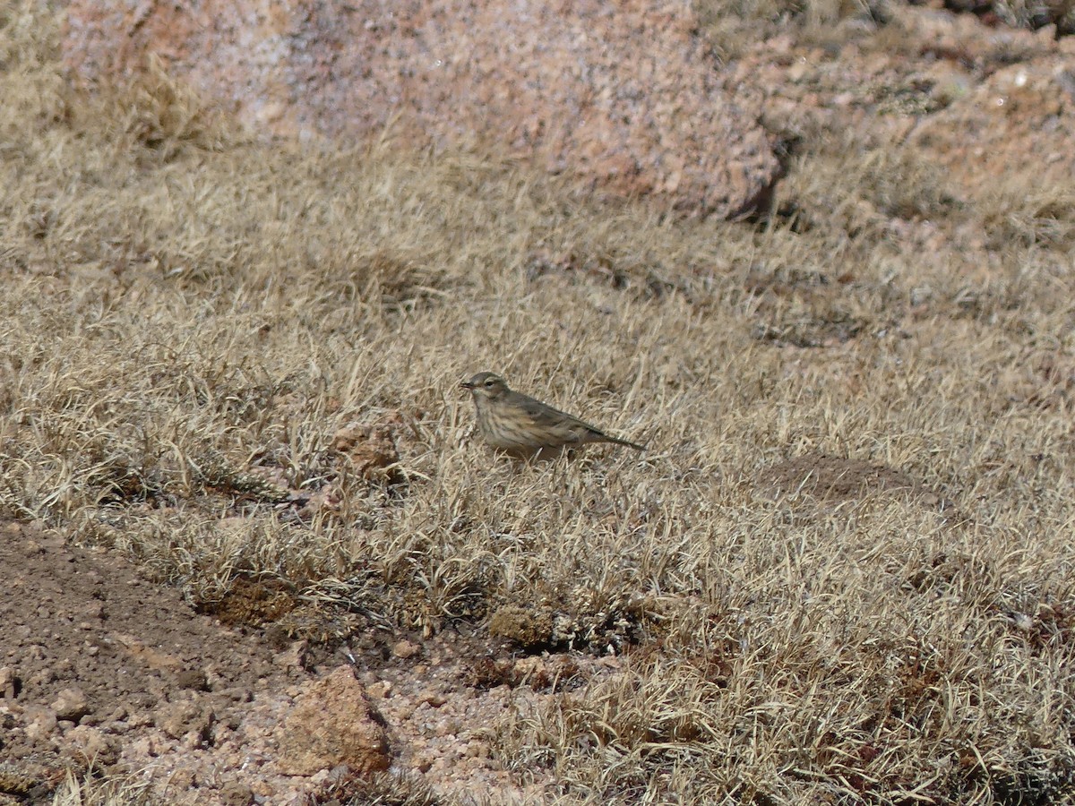 American Pipit - ML643807523