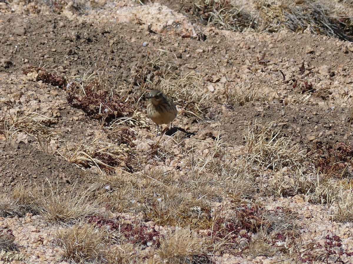 American Pipit - ML643807524