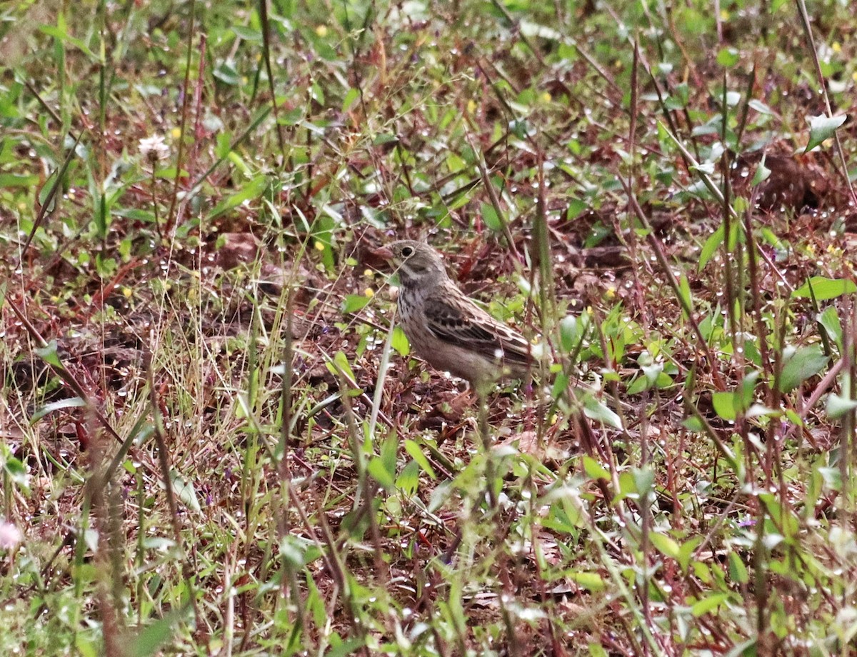 Ortolan Bunting - ML643807525