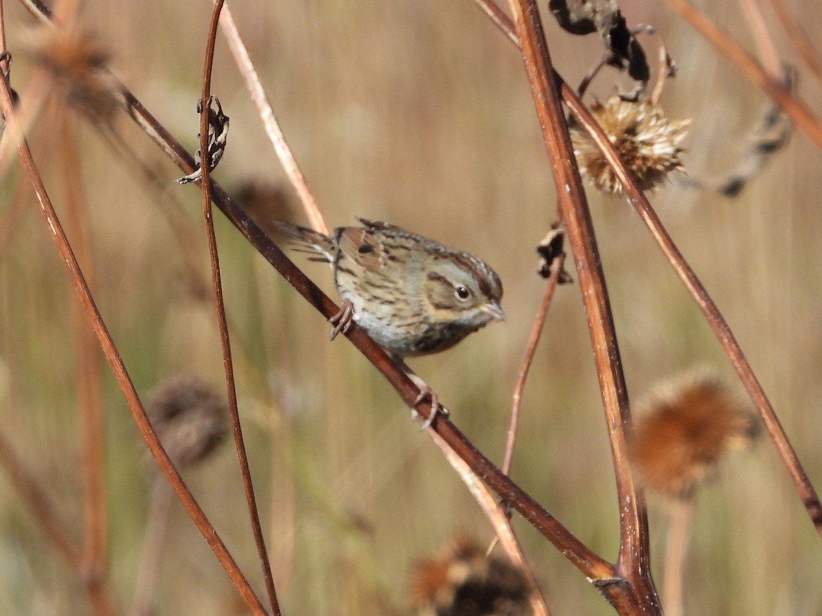 Lincoln's Sparrow - ML643807527