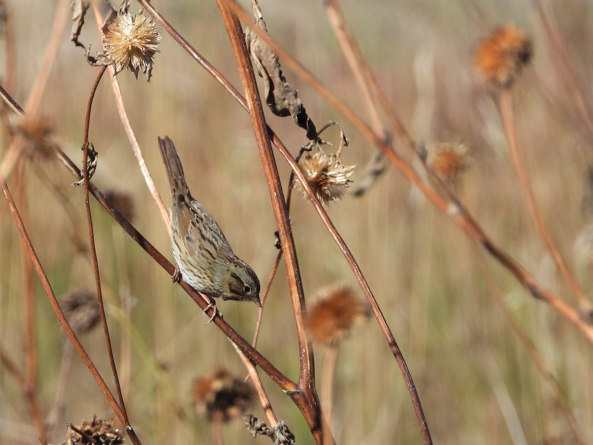 Lincoln's Sparrow - ML643807528