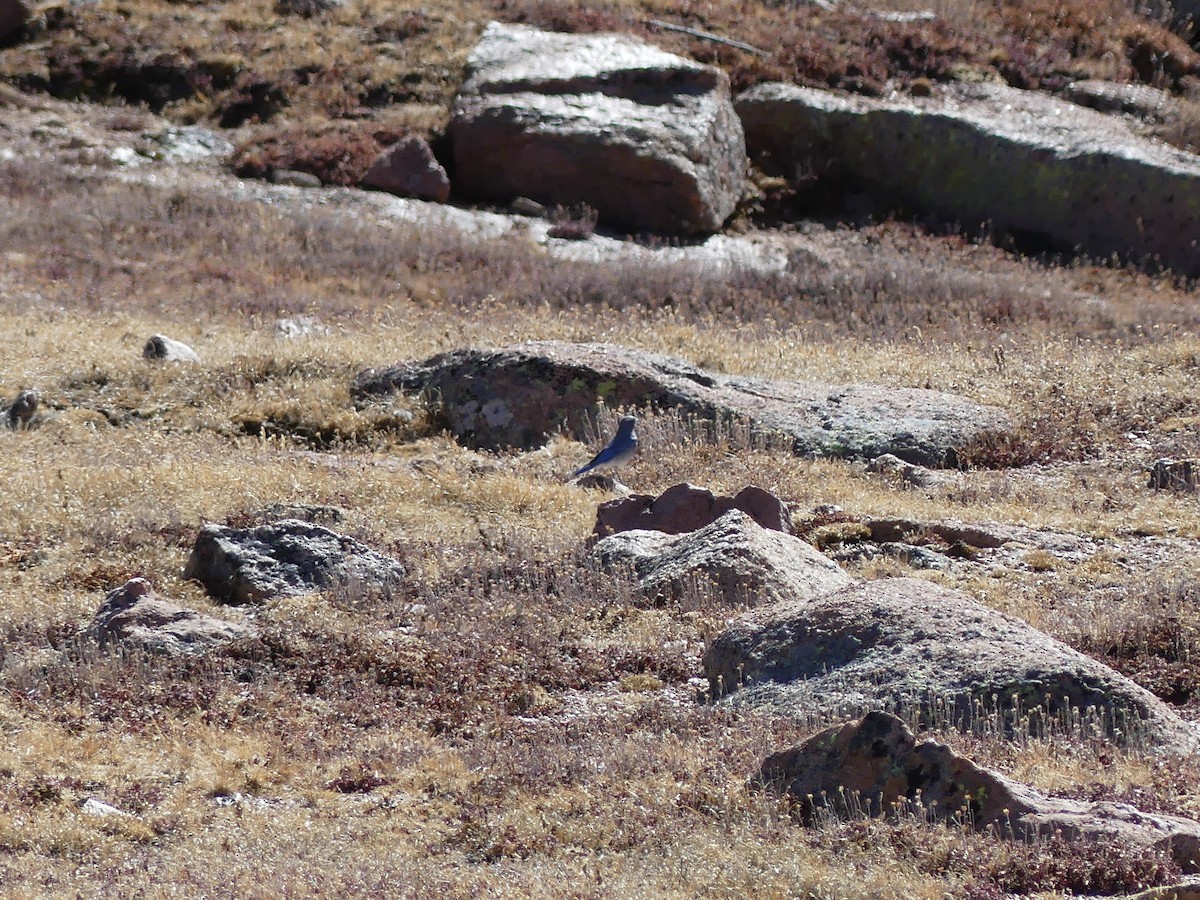 Mountain Bluebird - ML643807529