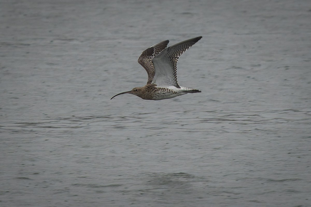 Eurasian Curlew - ML643807531