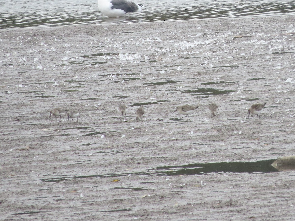 サルハマシギ - ML643807537