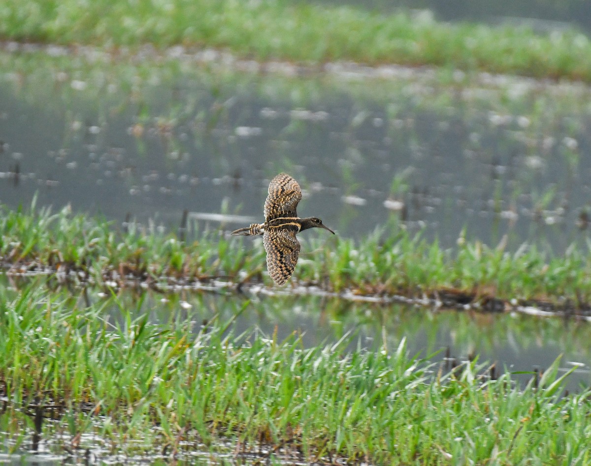 Greater Painted-Snipe - ML643807543