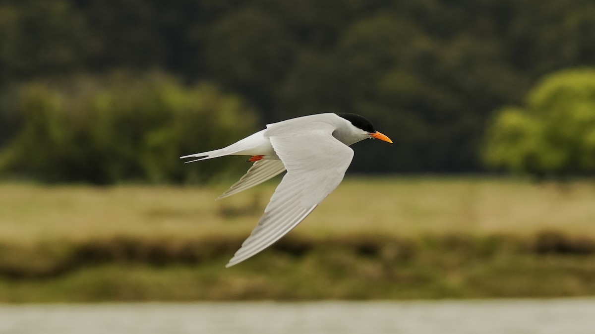Black-fronted Tern - ML643807547