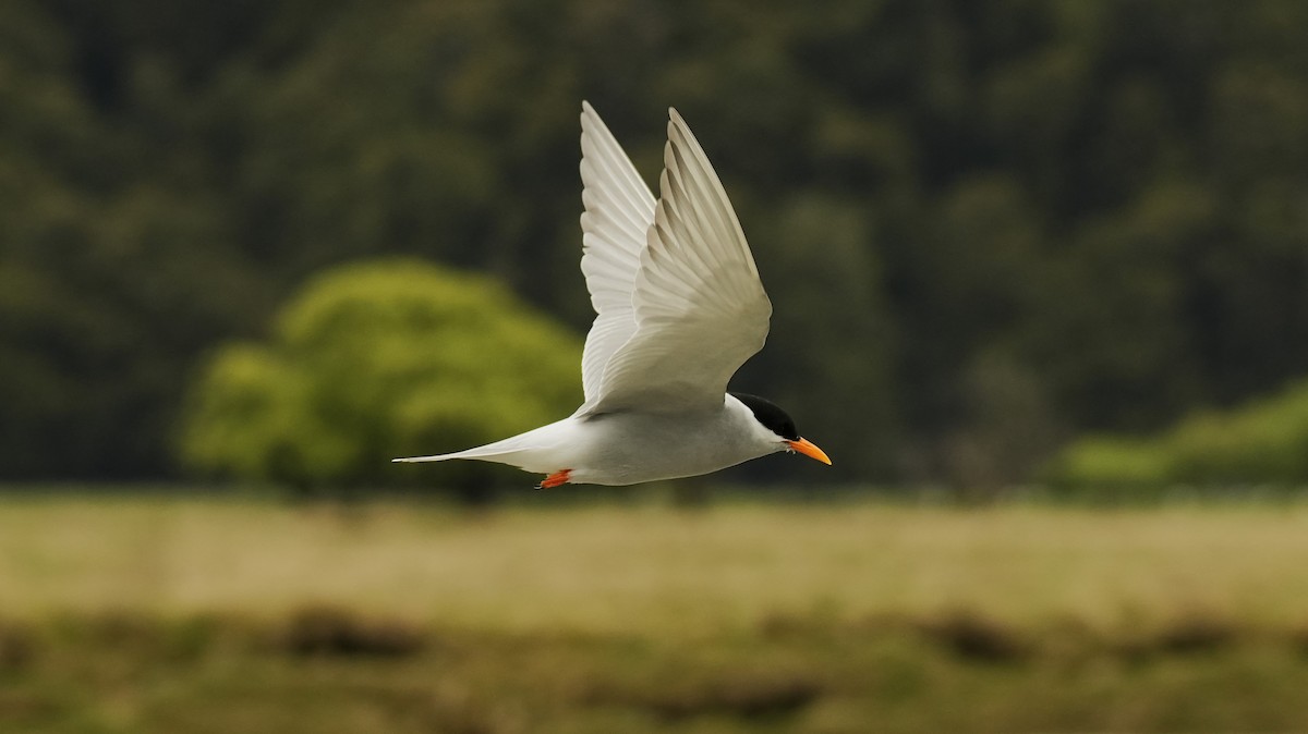Black-fronted Tern - ML643807548