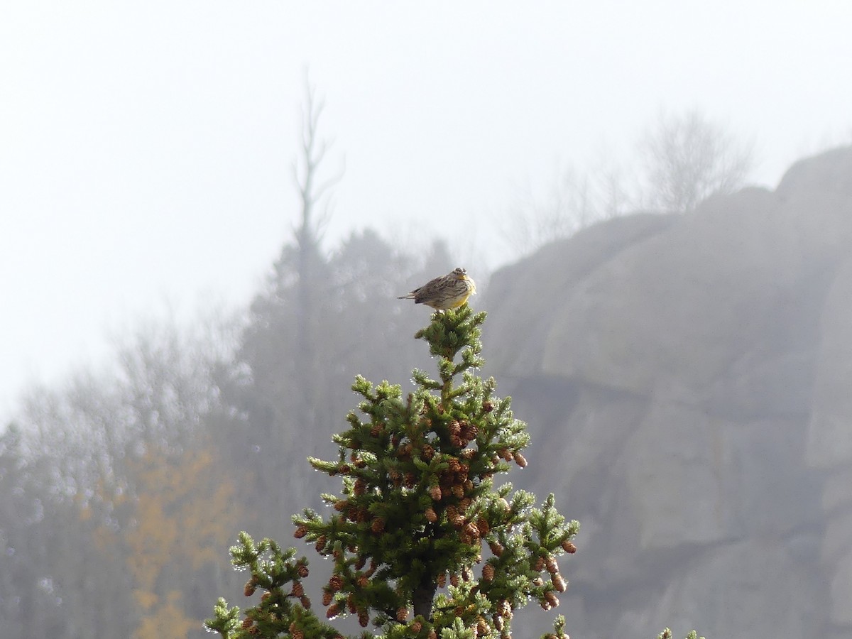 Western Meadowlark - ML643807551