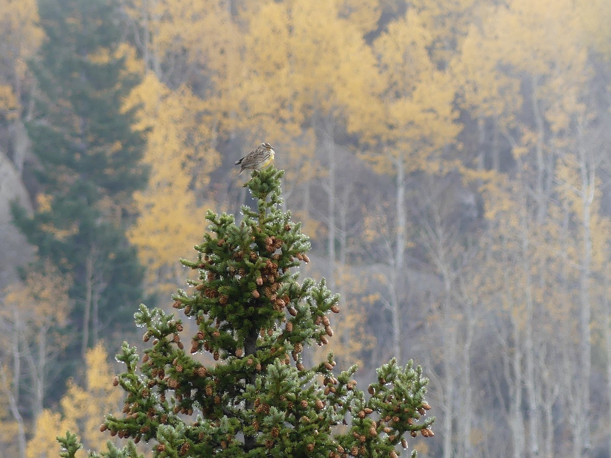 Western Meadowlark - ML643807552