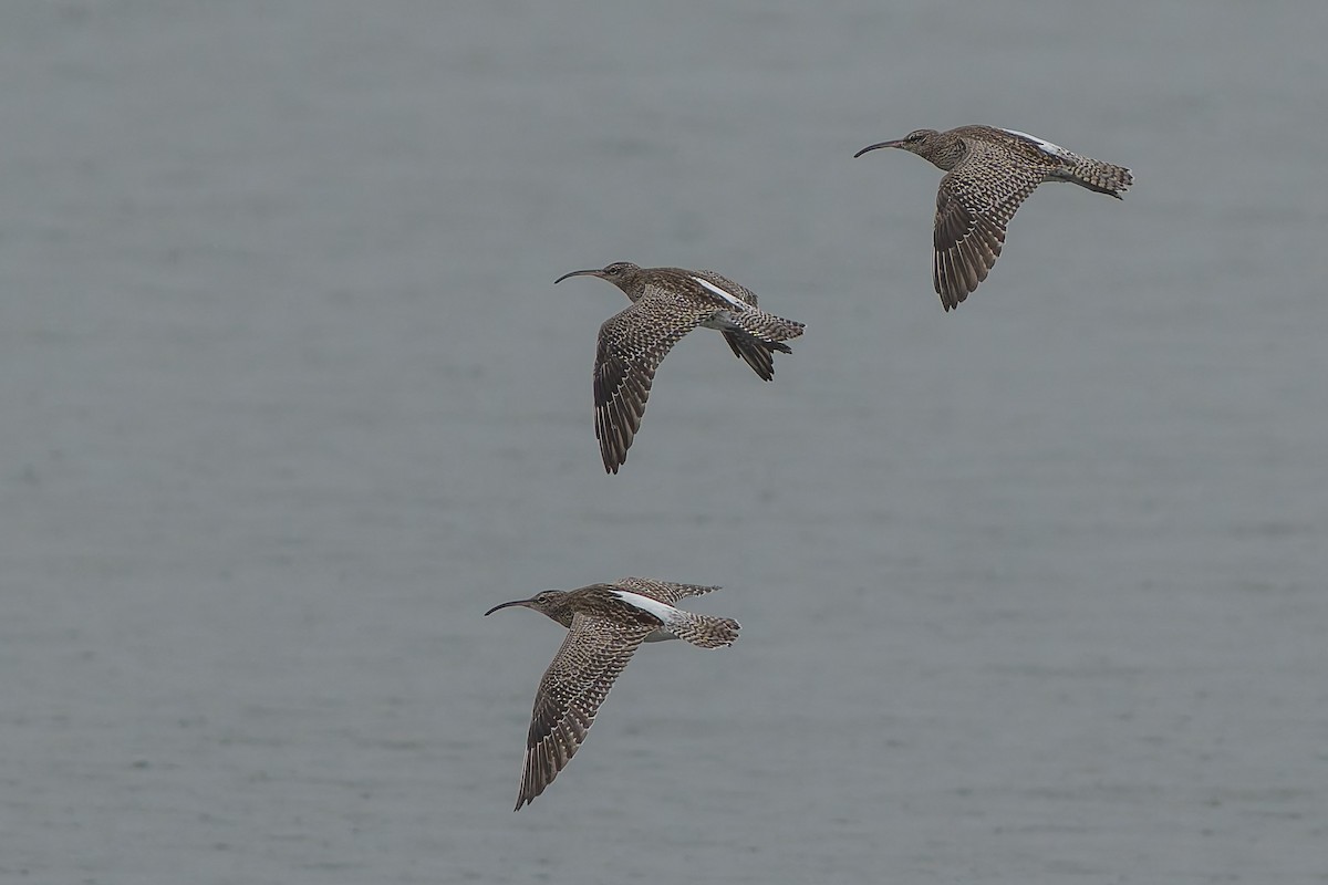 Whimbrel - ML643807560