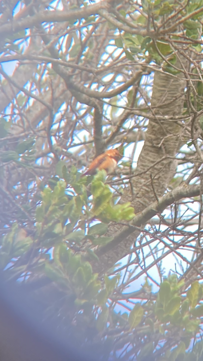 Rufous Hummingbird - ML643807566