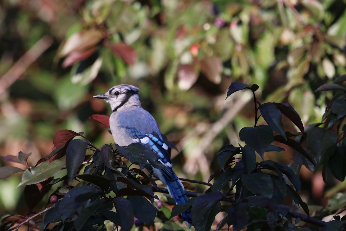 Geai bleu - ML643807571