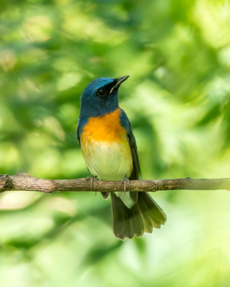 Blue-throated Flycatcher - ML643807578
