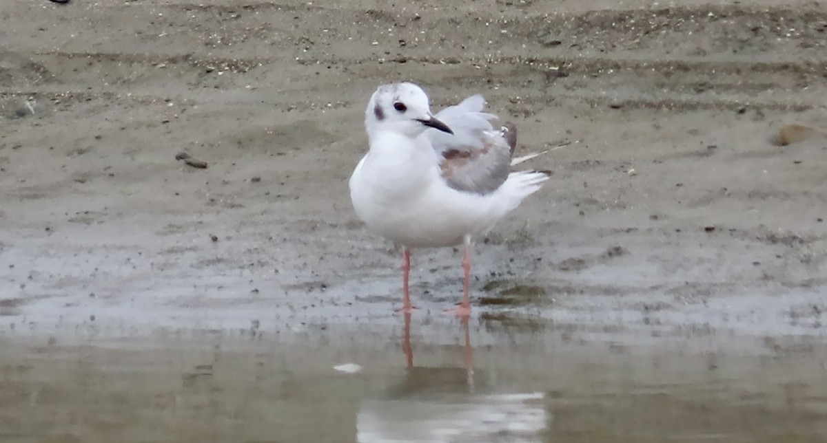 Bonaparte's Gull - ML643807579