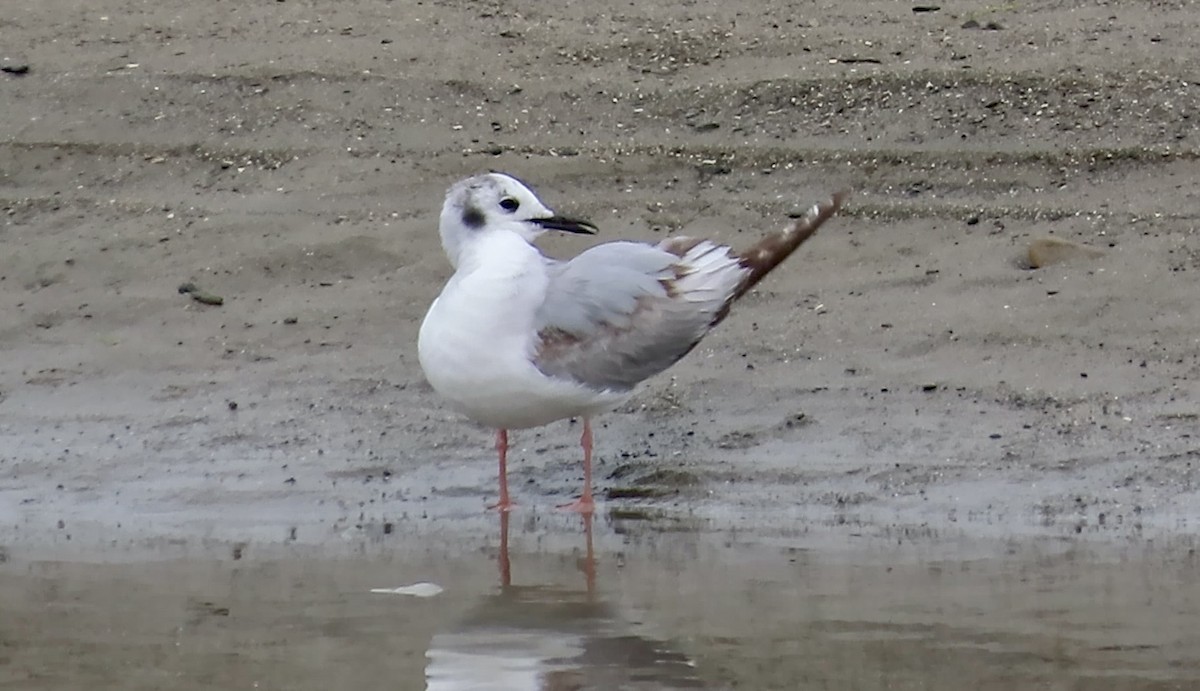 Bonaparte's Gull - ML643807580