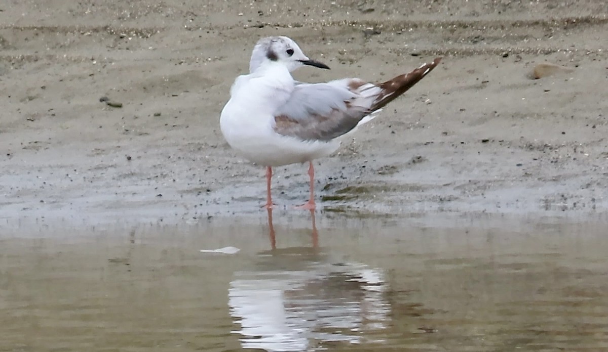 Bonaparte's Gull - ML643807581