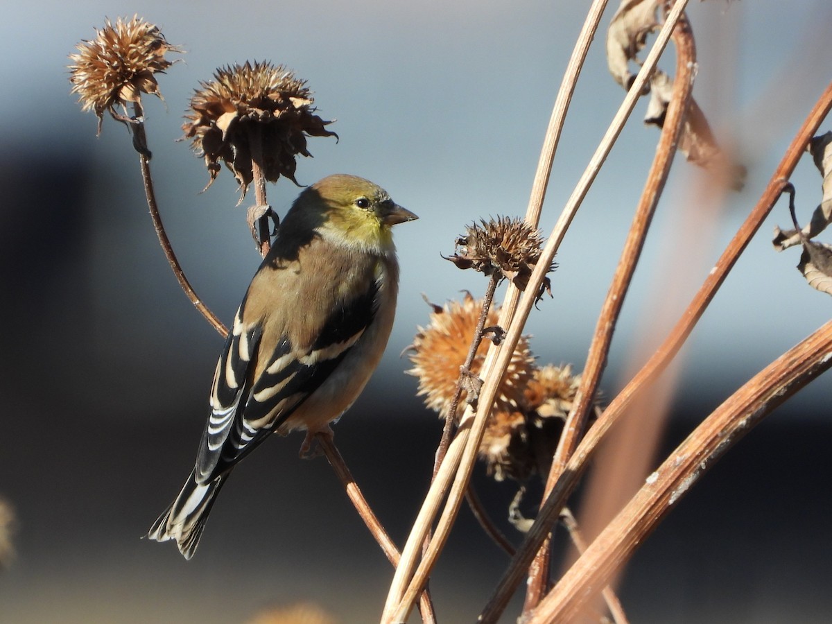 American Goldfinch - ML643807583