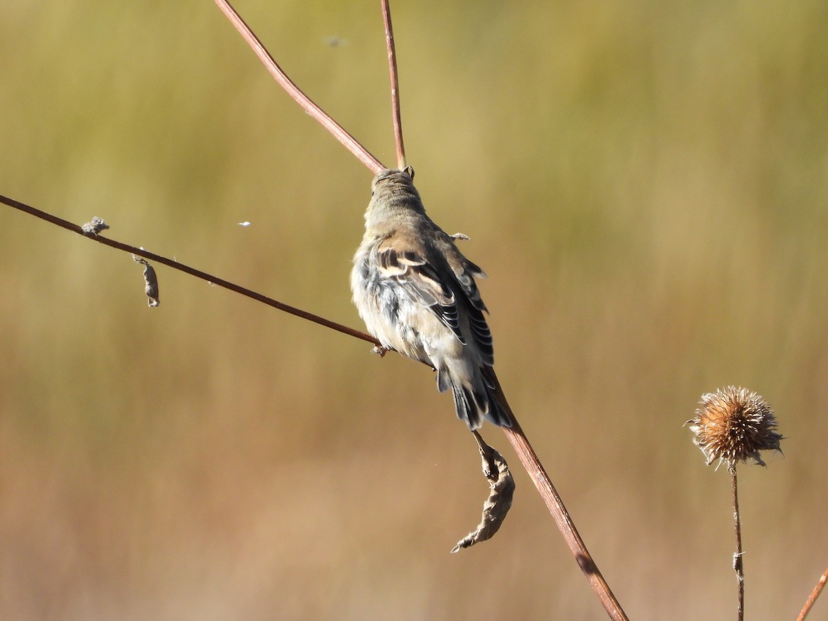 American Goldfinch - ML643807584