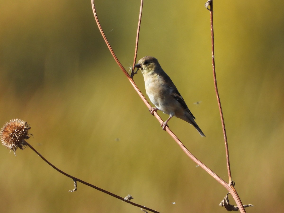 American Goldfinch - ML643807585