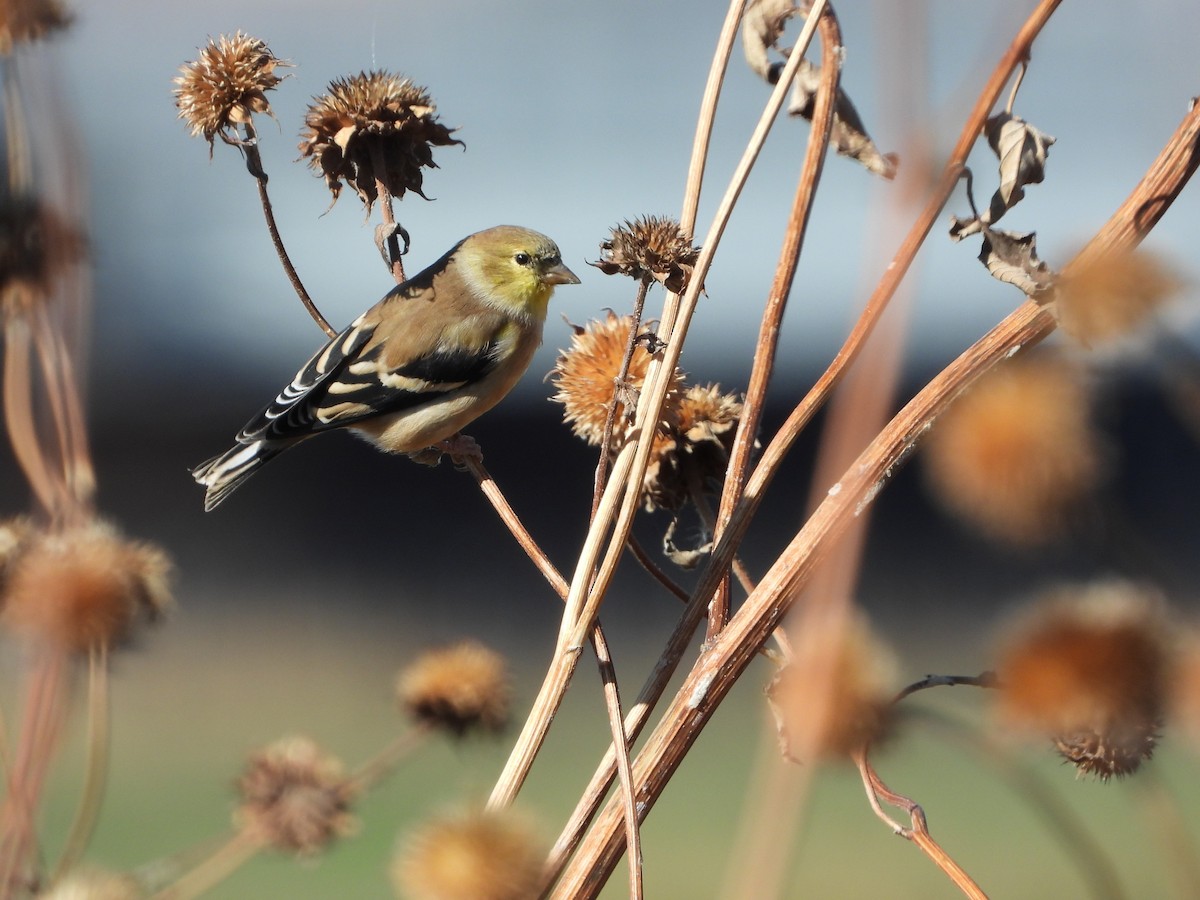 American Goldfinch - ML643807586