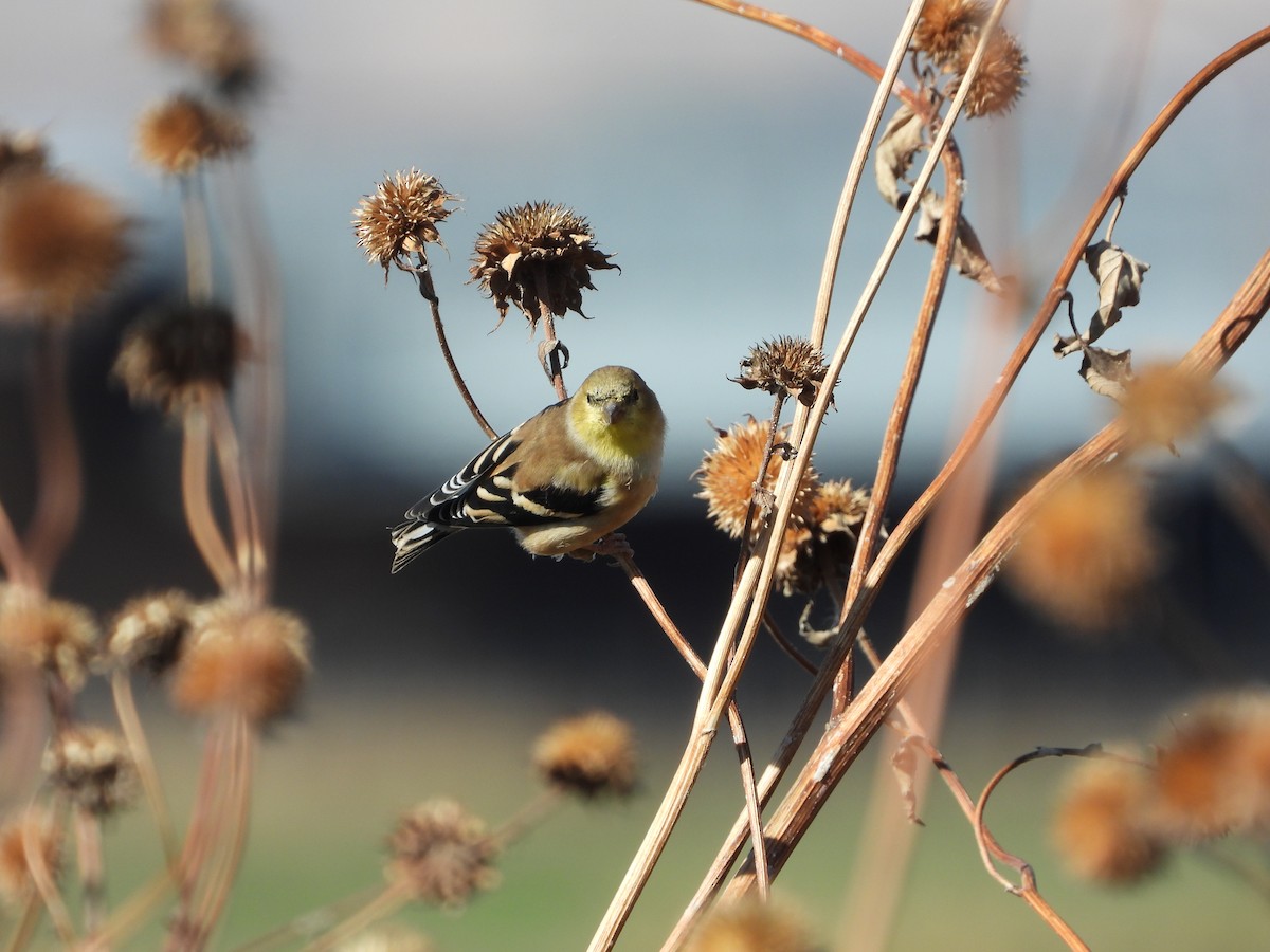 American Goldfinch - ML643807587