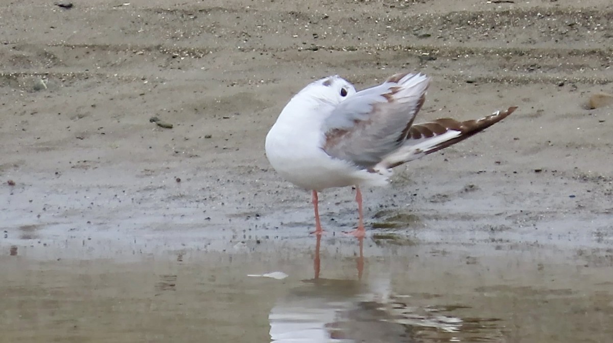 Bonaparte's Gull - ML643807588