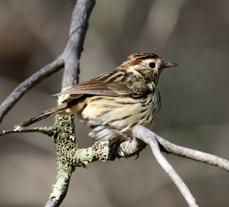 Speckled Warbler - ML643807589