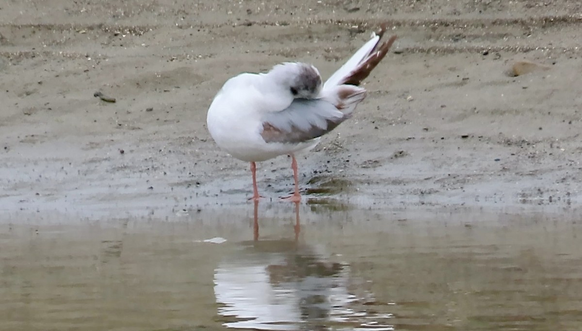 Bonaparte's Gull - ML643807590