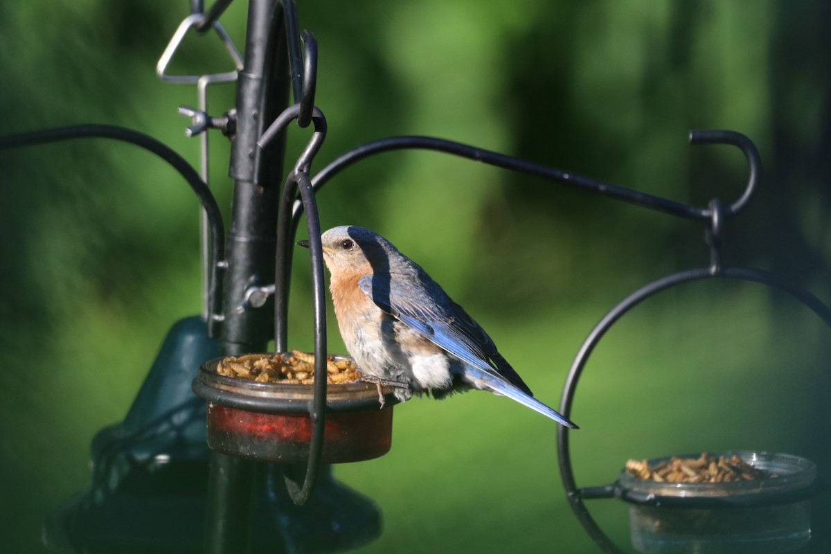 Eastern Bluebird - ML643807591