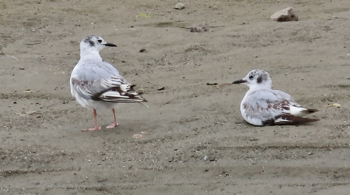 Bonaparte's Gull - ML643807592