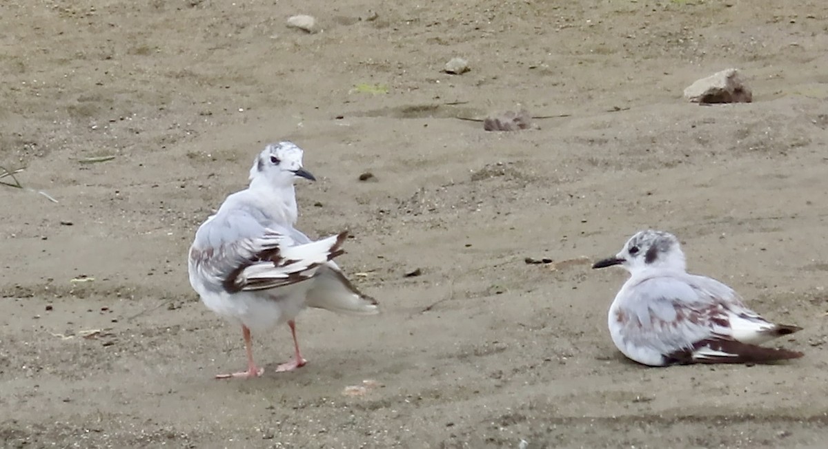 Bonaparte's Gull - ML643807593