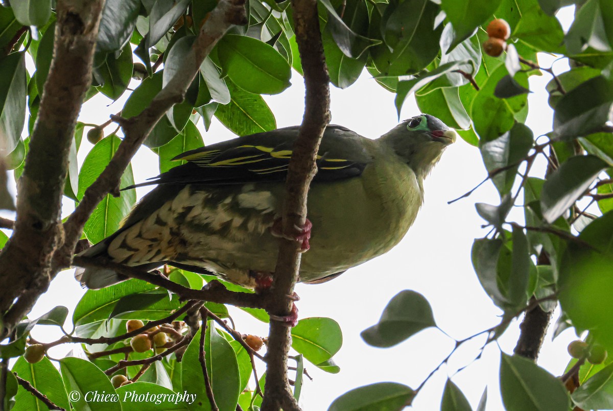 Thick-billed Green-Pigeon - ML643807595