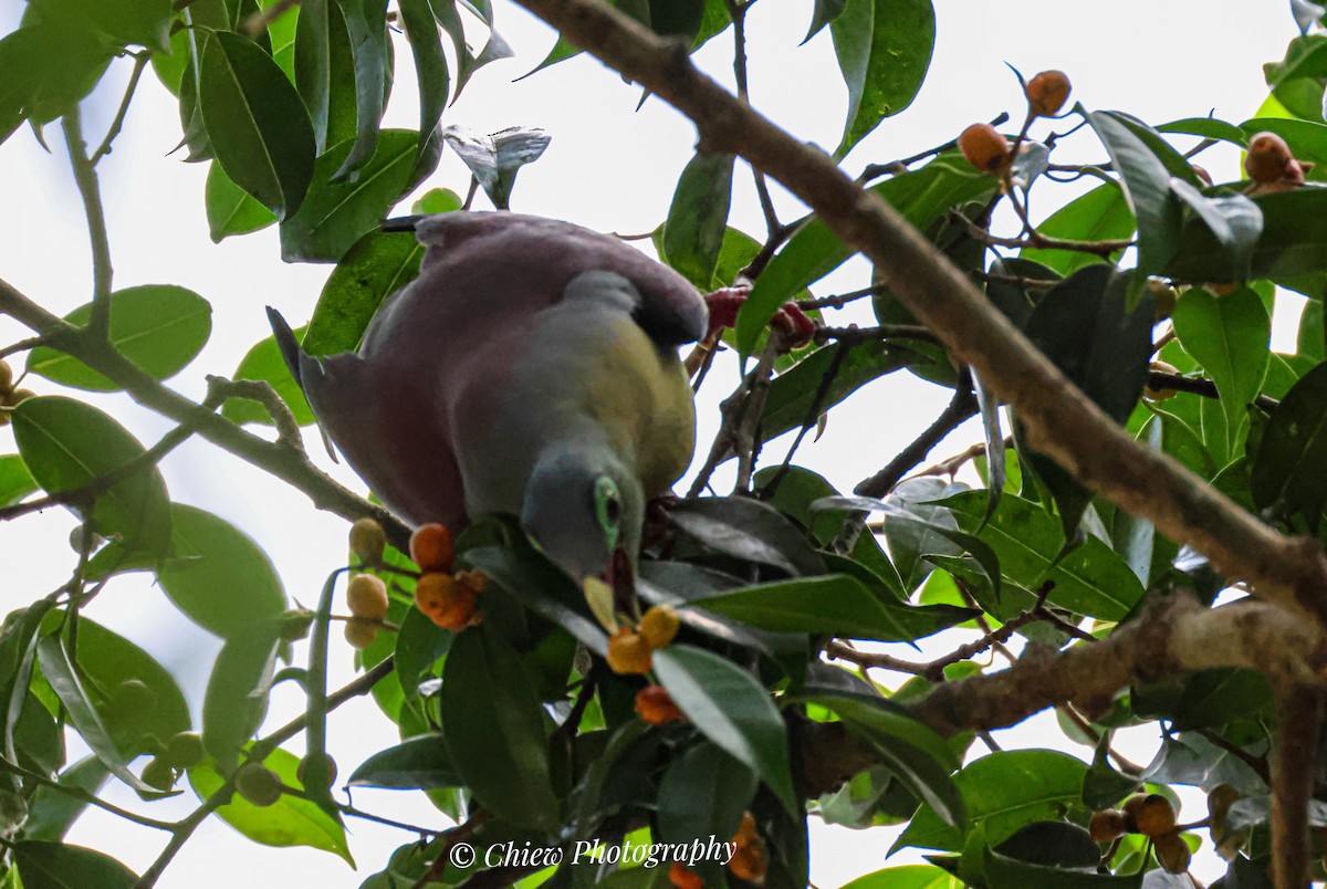 Thick-billed Green-Pigeon - ML643807596