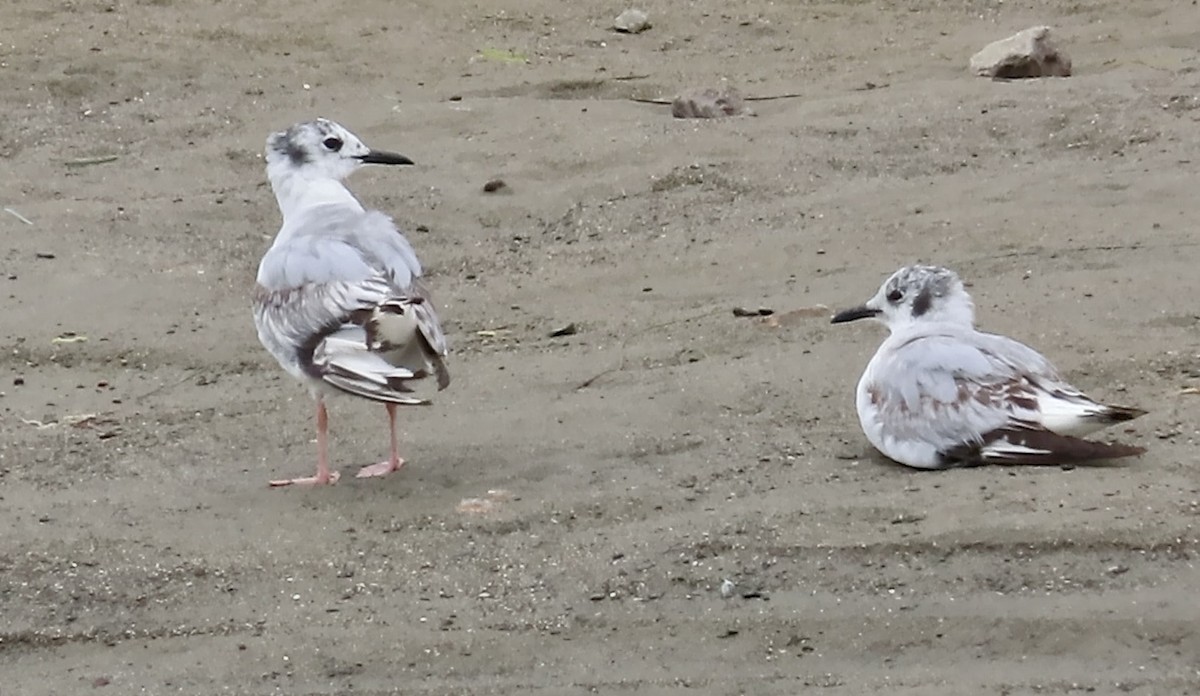 Bonaparte's Gull - ML643807597