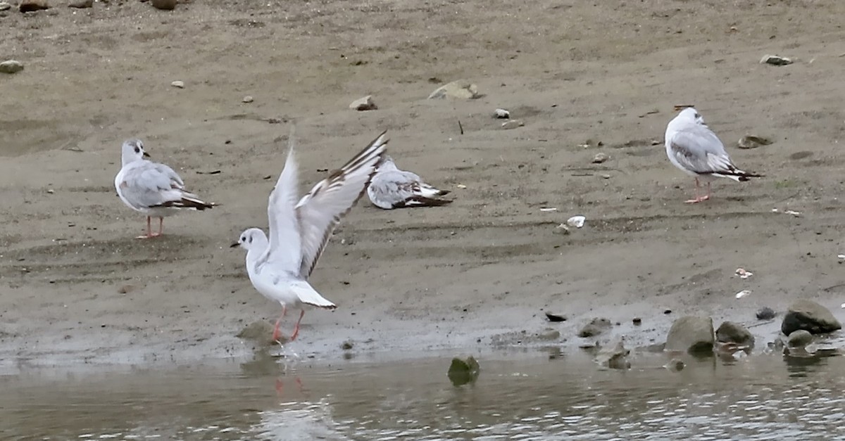 Bonaparte's Gull - ML643807598