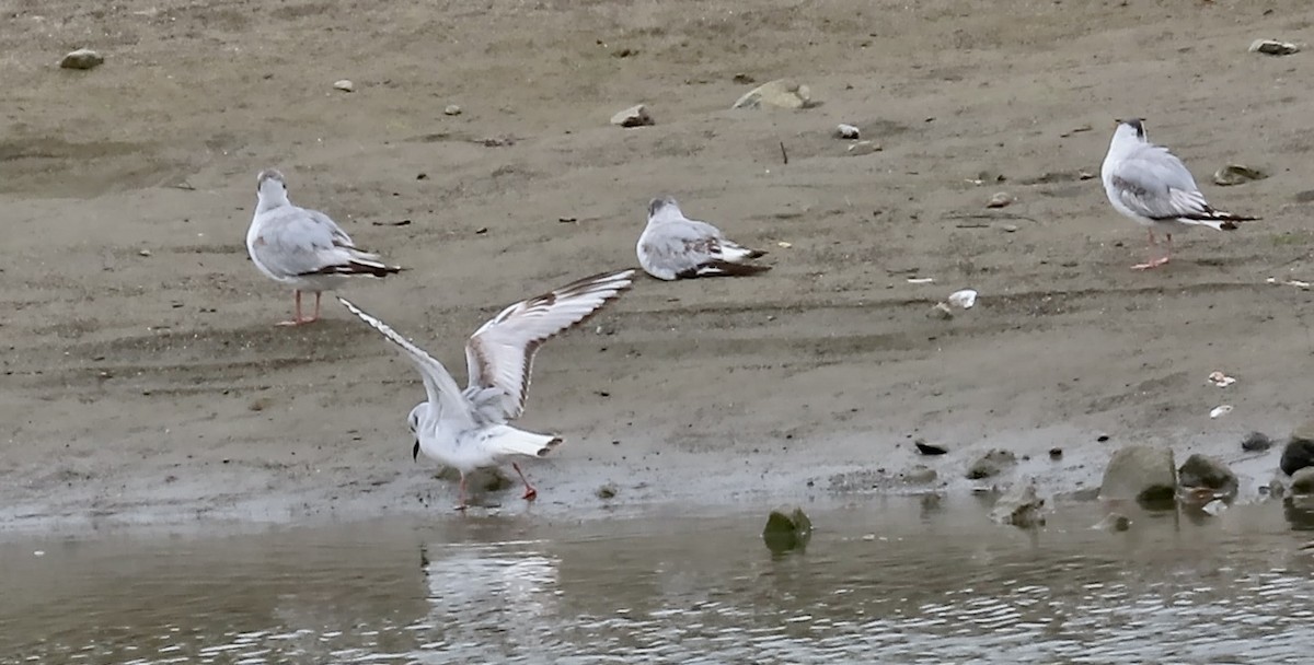 Bonaparte's Gull - ML643807601