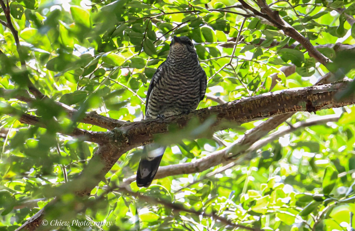 Oruguero Menor - ML643807602