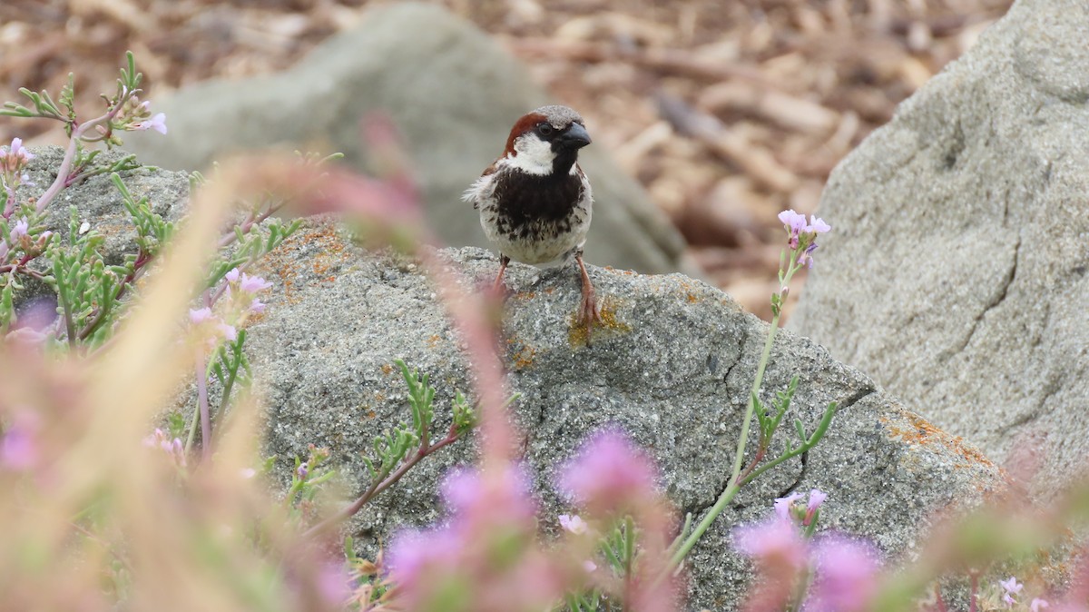 House Sparrow - ML643807603
