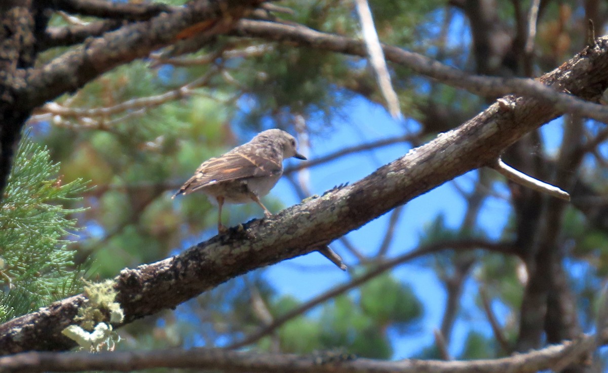 Varied Sittella - ML643807627