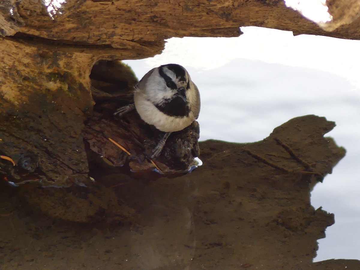 Mountain Chickadee - ML643807628