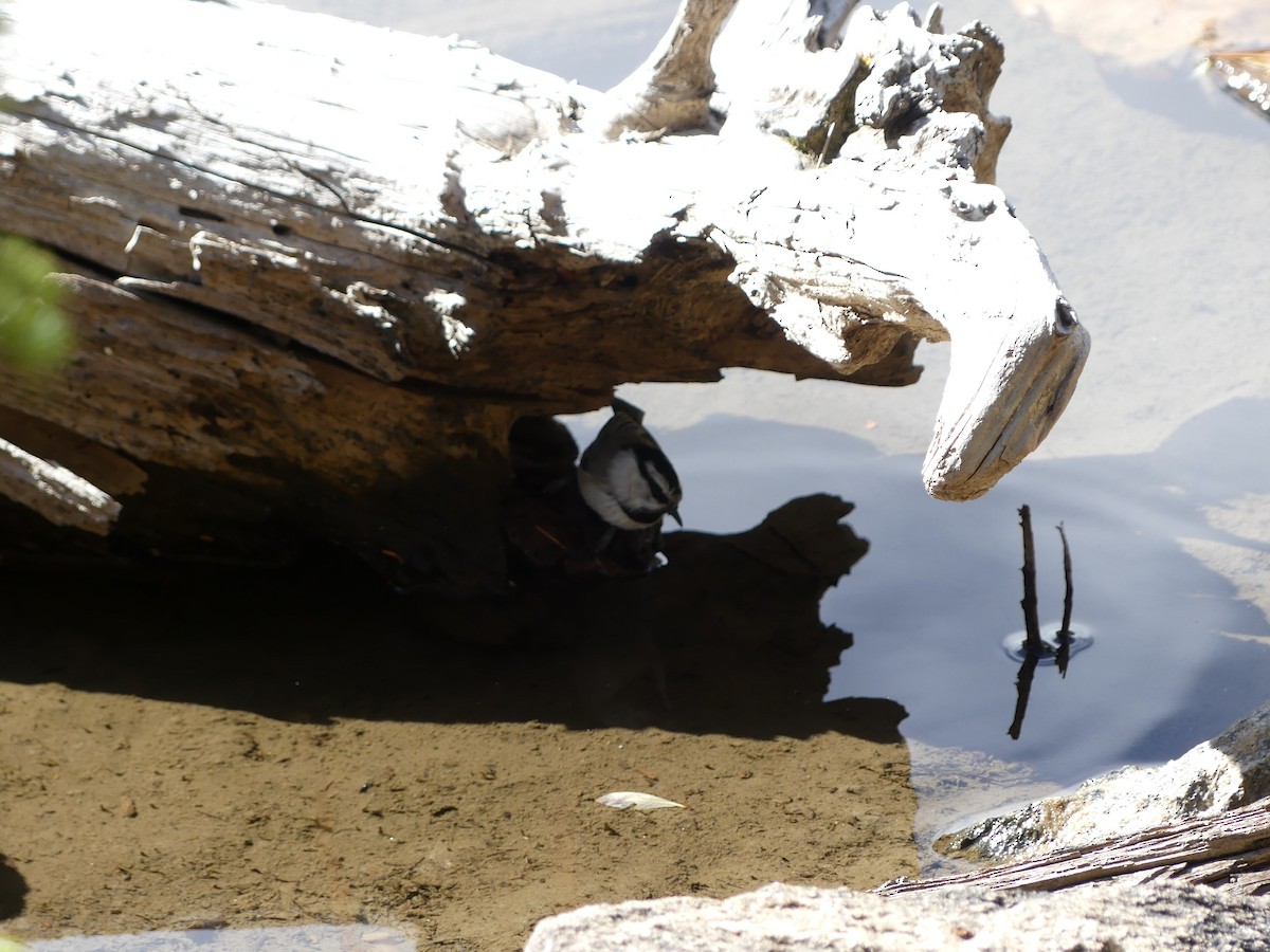 Mountain Chickadee - ML643807629