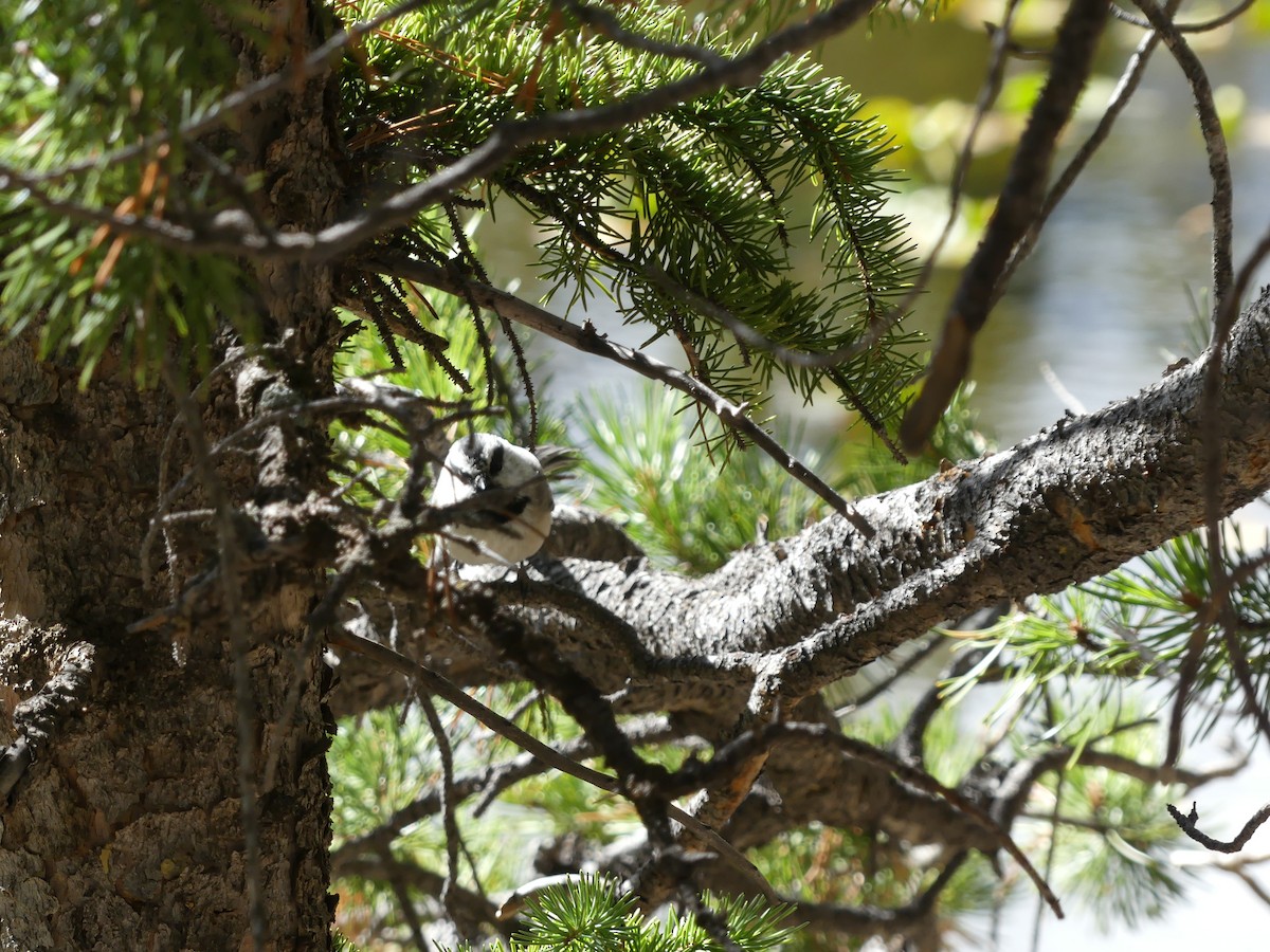 Mountain Chickadee - ML643807630