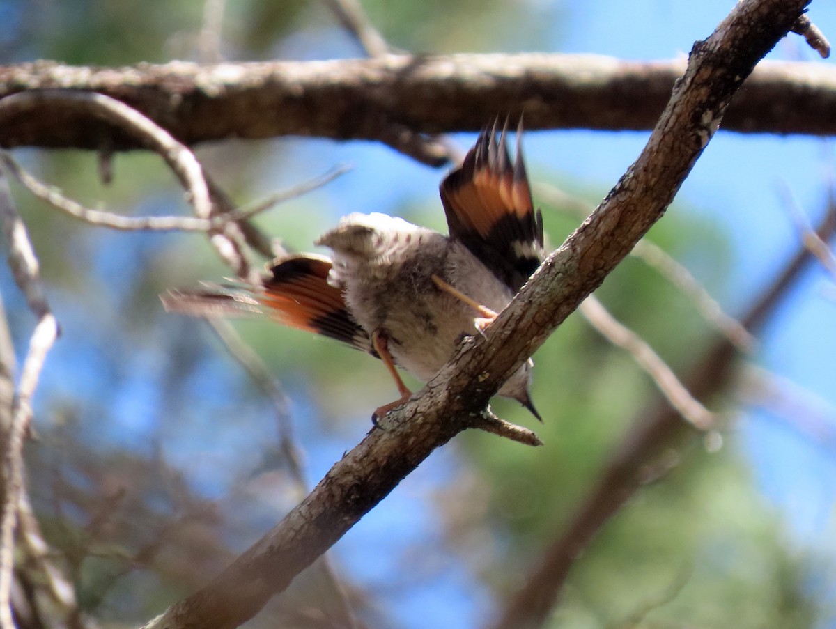 Varied Sittella - ML643807632