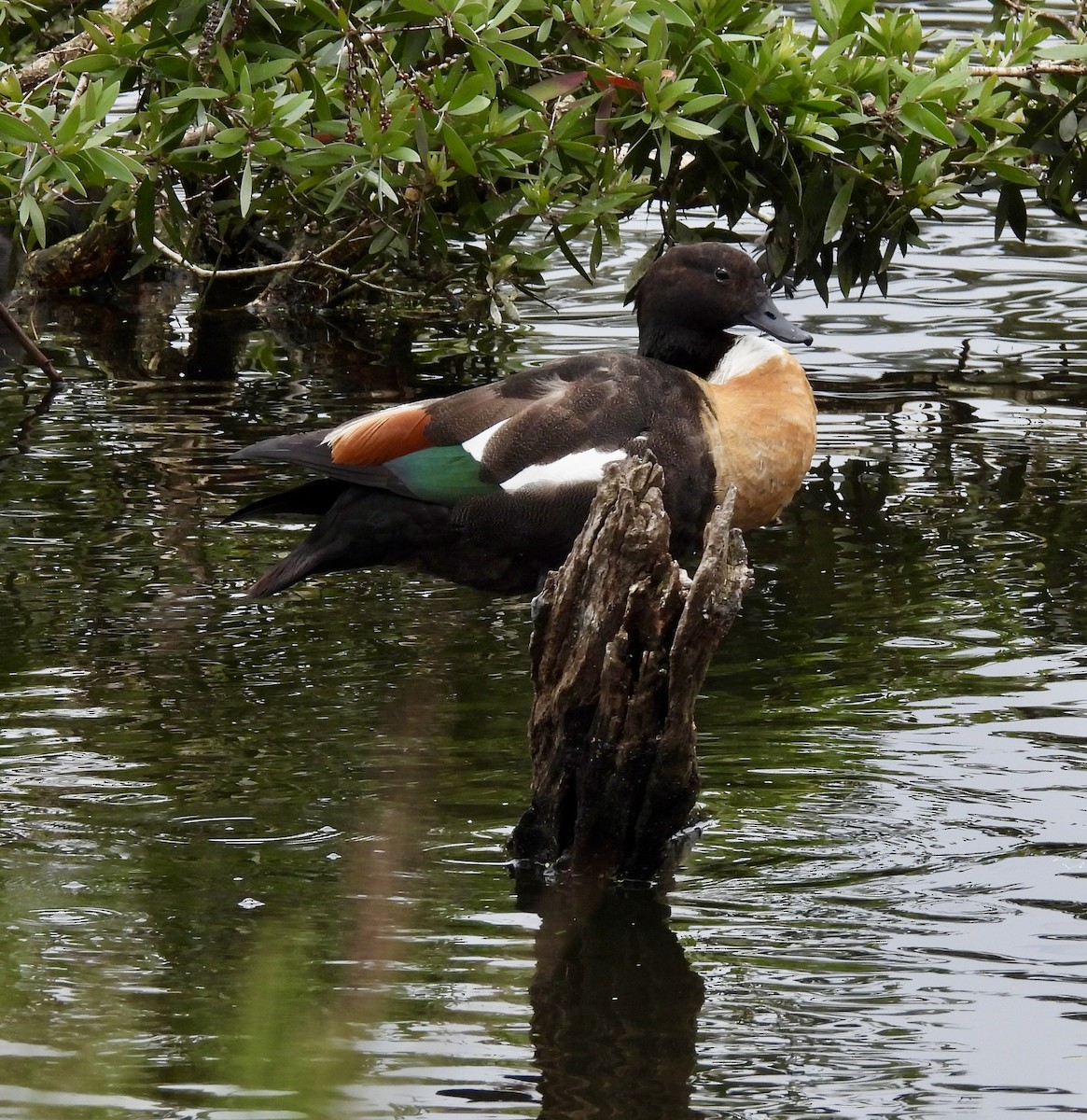 Australian Shelduck - ML643807633